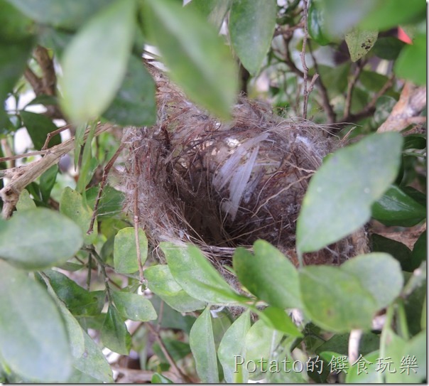 綠繡眼在我家築巢10