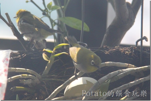 綠繡眼在我家築巢1