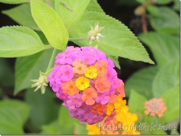 菁寮國小的蝴蝶園1