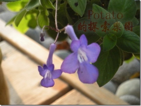 海豚花&mdash;美麗的小精靈-紫色小天使