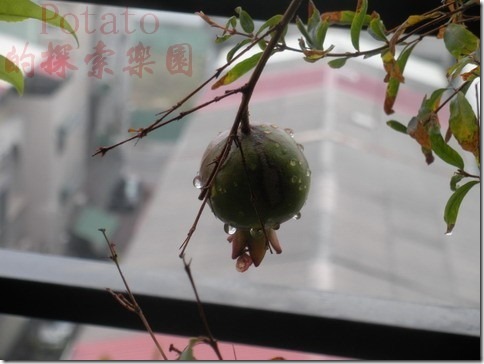 石榴-多子多孫多福氣，成熟時是大紅大紫