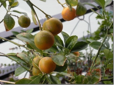 金桔-黃金黃金 大吉大利