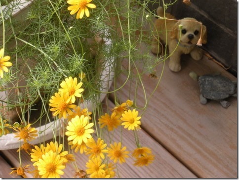 不知名的小花與狗、烏龜十分有趣