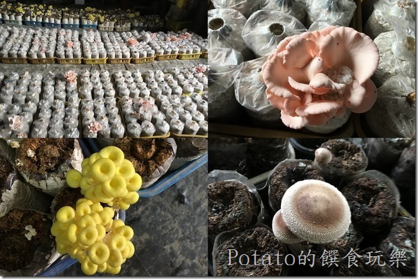 菇菇部屋的菇種