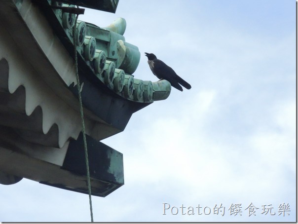 名古屋城上的烏鴉