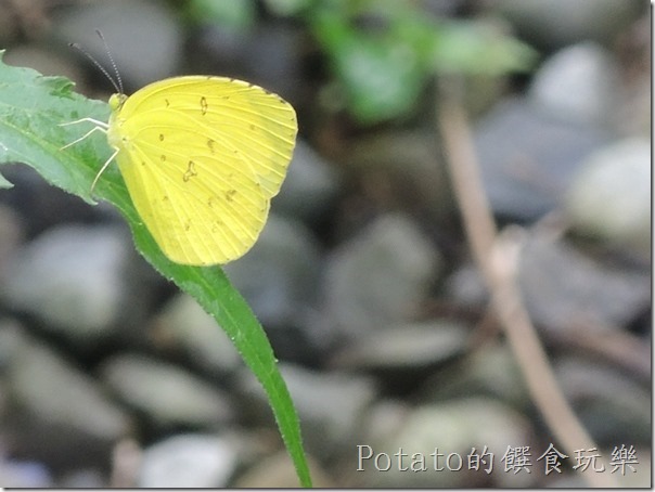 菁寮國小的蝴蝶園-黃粉蝶
