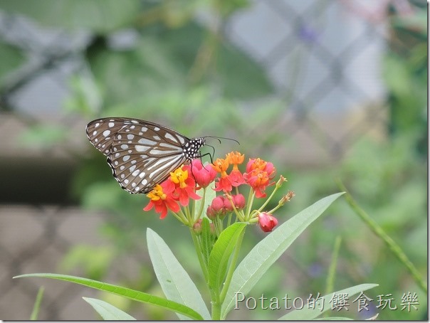菁寮國小的蝴蝶園-絹斑蝶與花兒
