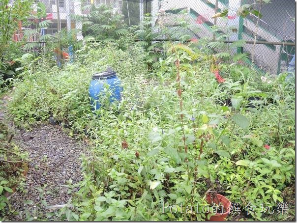 菁寮國小的蝴蝶園-園區內的植物