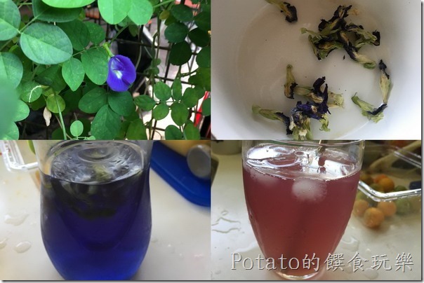 神奇的蝶豆花飲品