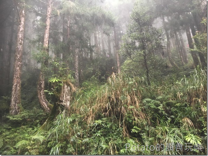 太平山磞磞車茂興站景色
