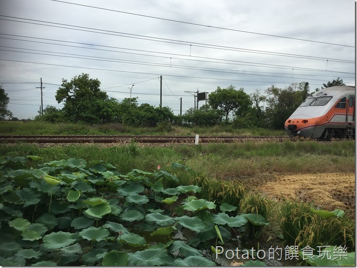 上茄苳鐵道荷花1