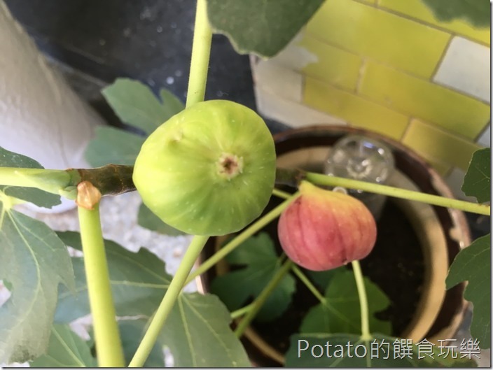 無花果鮮果1