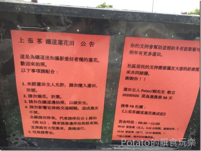 上茄苳鐵道荷花101