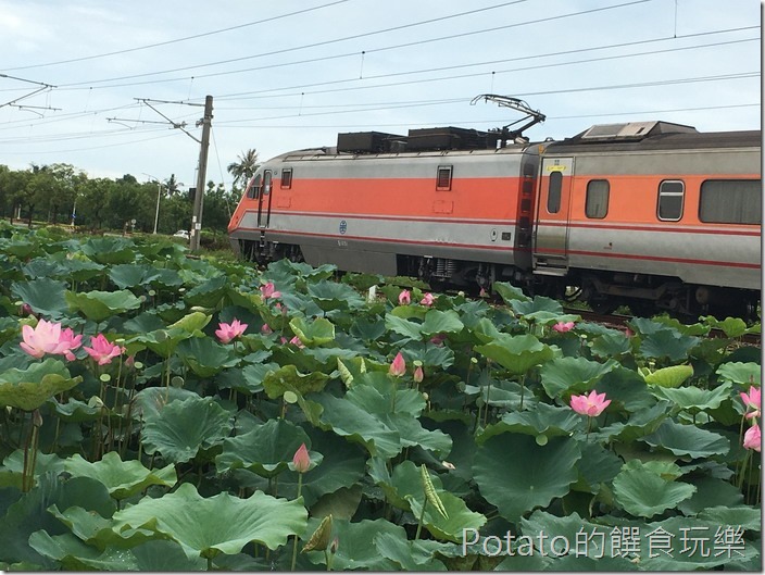 上茄苳鐵道荷花11