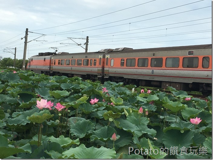 上茄苳鐵道荷花2