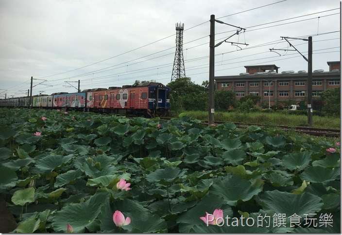 上茄苳鐵道荷花21