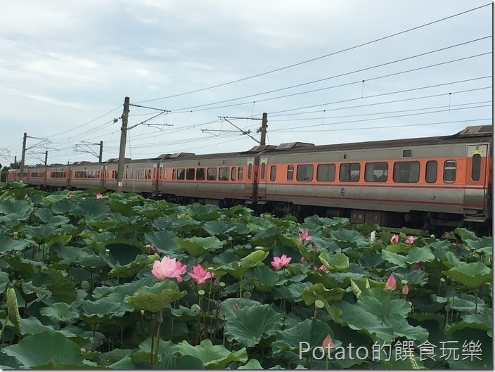 上茄苳鐵道荷花3