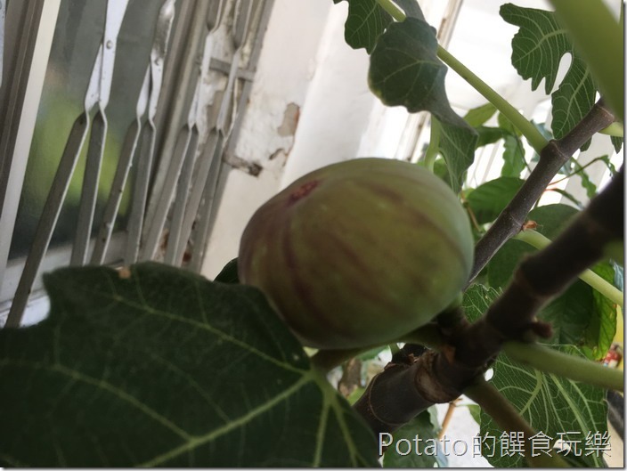 無花果3