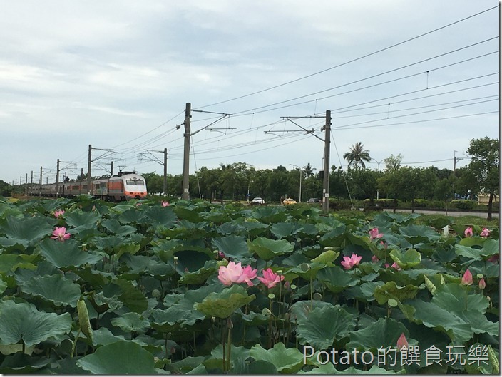 上茄苳鐵道荷花31