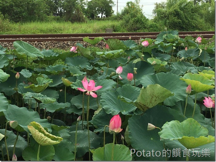 上茄苳鐵道荷花5