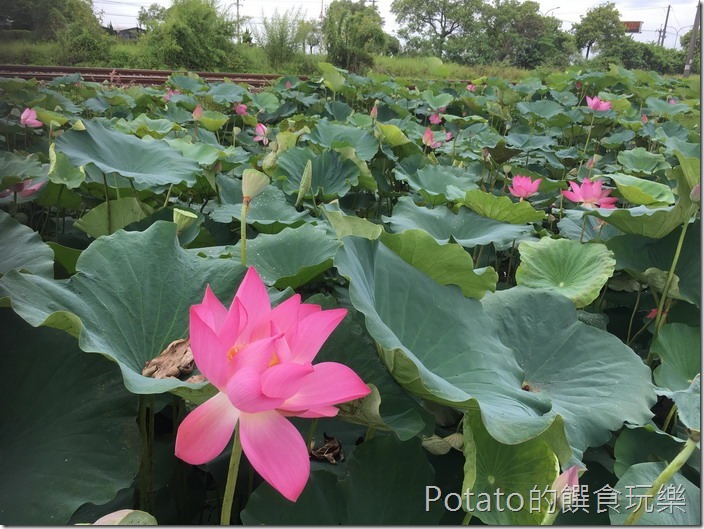 上茄苳鐵道荷花7