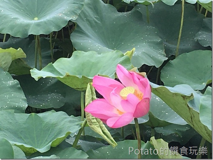 上茄苳鐵道荷花8