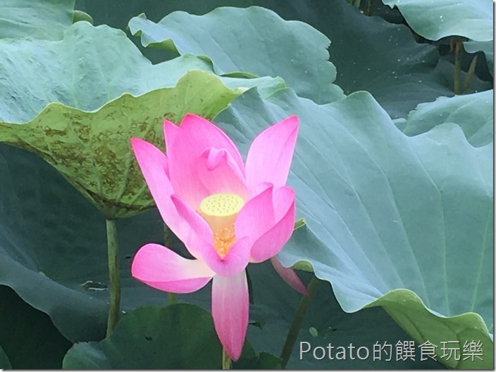 上茄苳鐵道荷花9