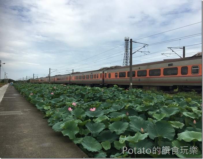 上茄苳鐵道荷花