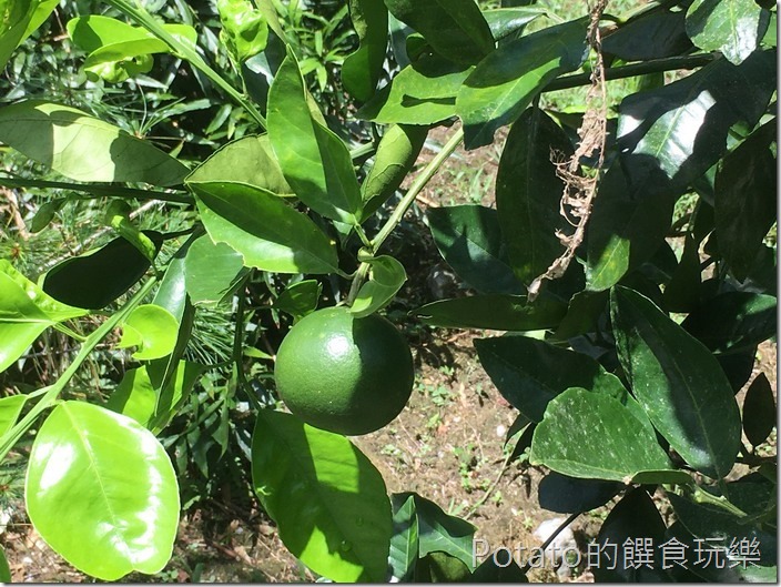 砂婆礑樂活園水果