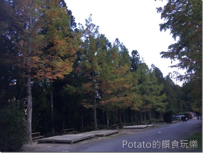 武陵農場落羽松1