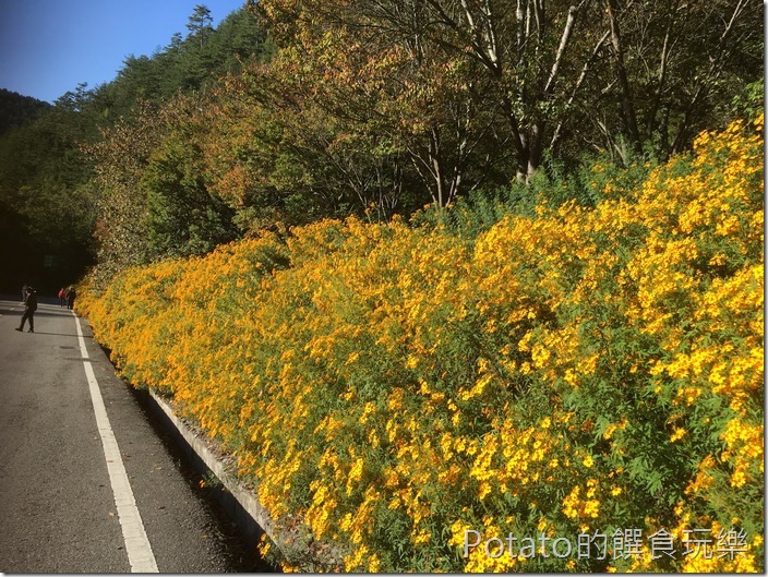 武陵農場芳香萬壽菊1