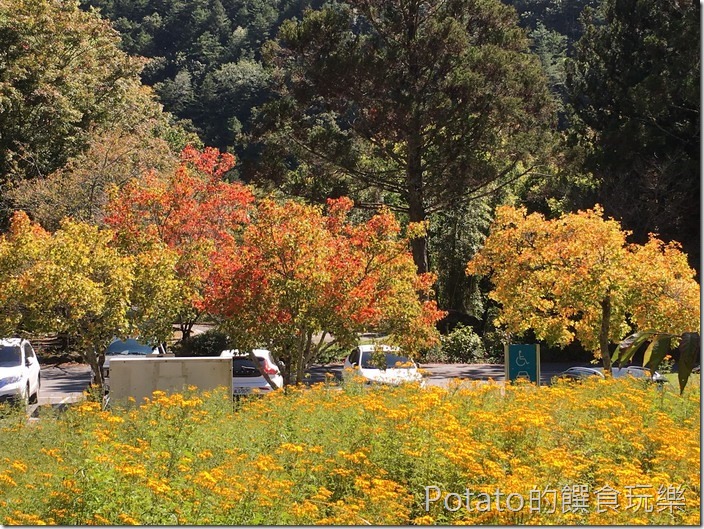 武陵農場楓情1