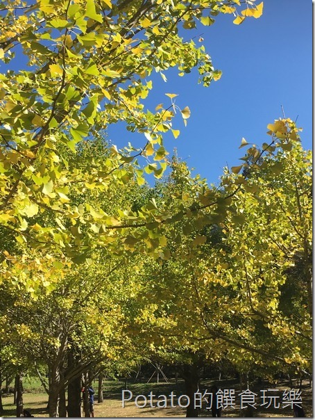 武陵農場楓情銀杏林1