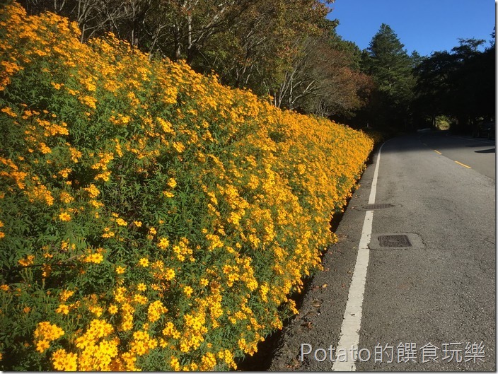 武陵農場芳香萬壽菊
