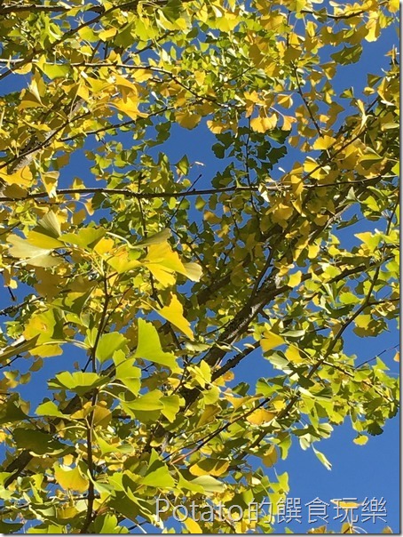 武陵農場楓情銀杏林2