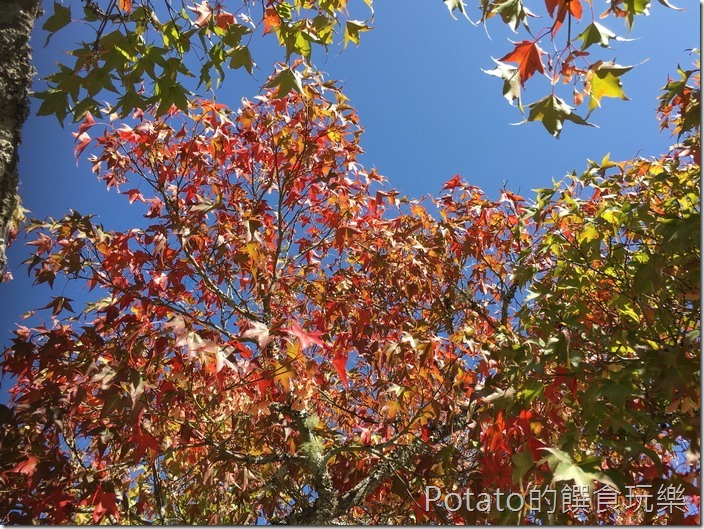 武陵農場楓情2