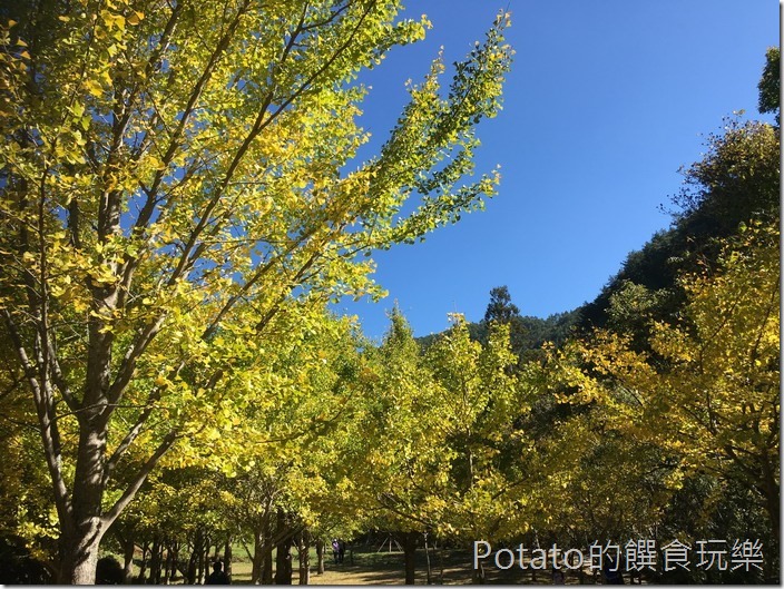 武陵農場楓情銀杏林3