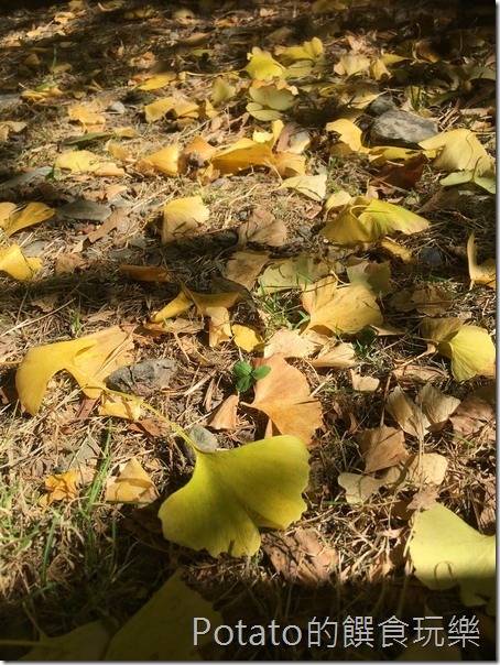 武陵農場楓情銀杏林