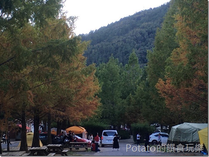 武陵農場落羽松