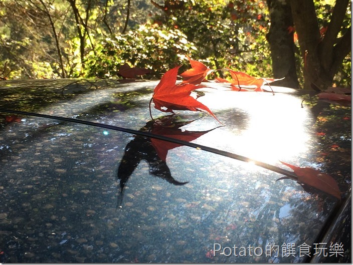 武陵農場秋楓意