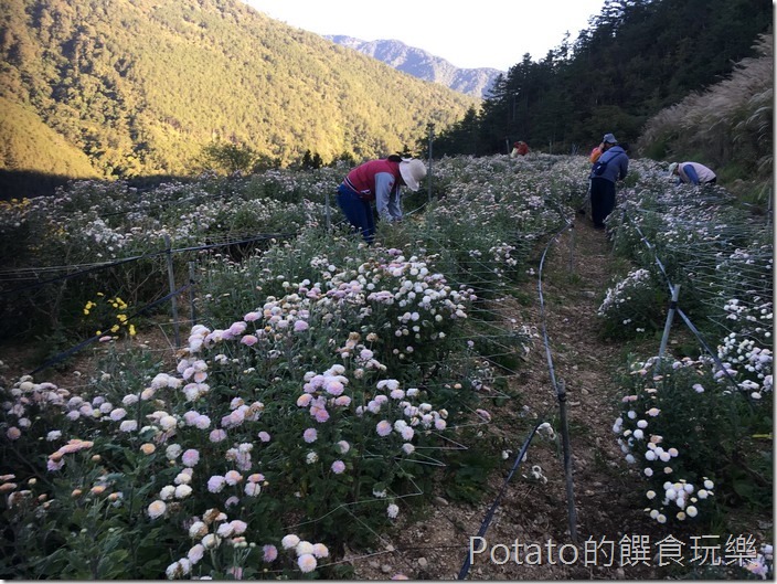 武陵農場採杭菊