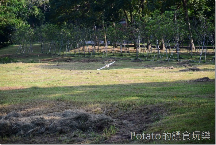 水道博物館淨水池區前草原