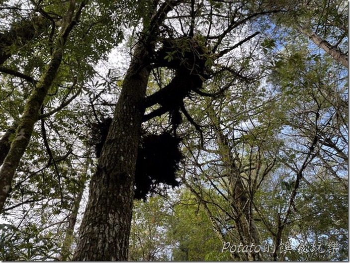 福壽山農場天池蒲團