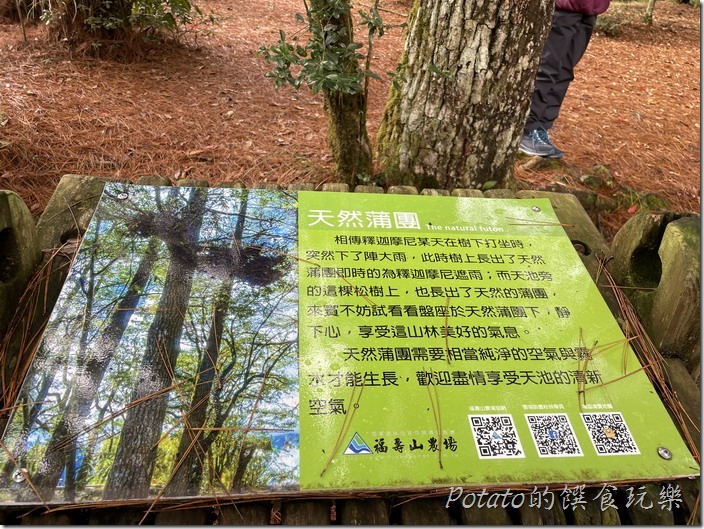 福壽山農場天池蒲團1