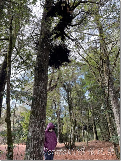 福壽山農場菩提