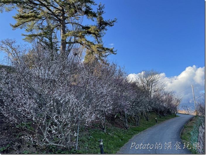 福壽山農場梅園