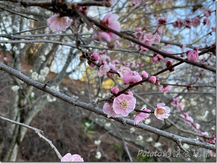 福壽山農場梅花1