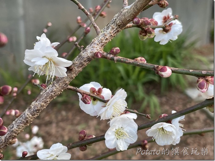 福壽山農場梅花2