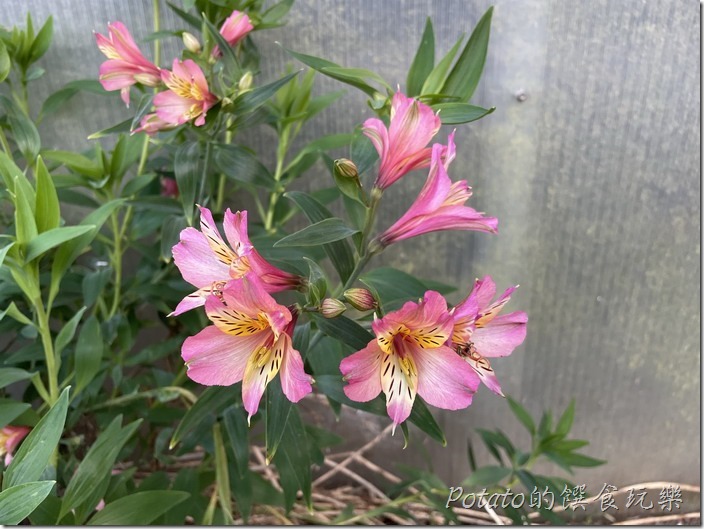 福壽山農場水仙百合