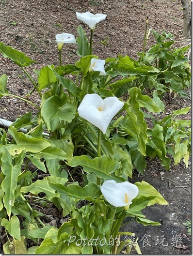 福壽山農場海芋